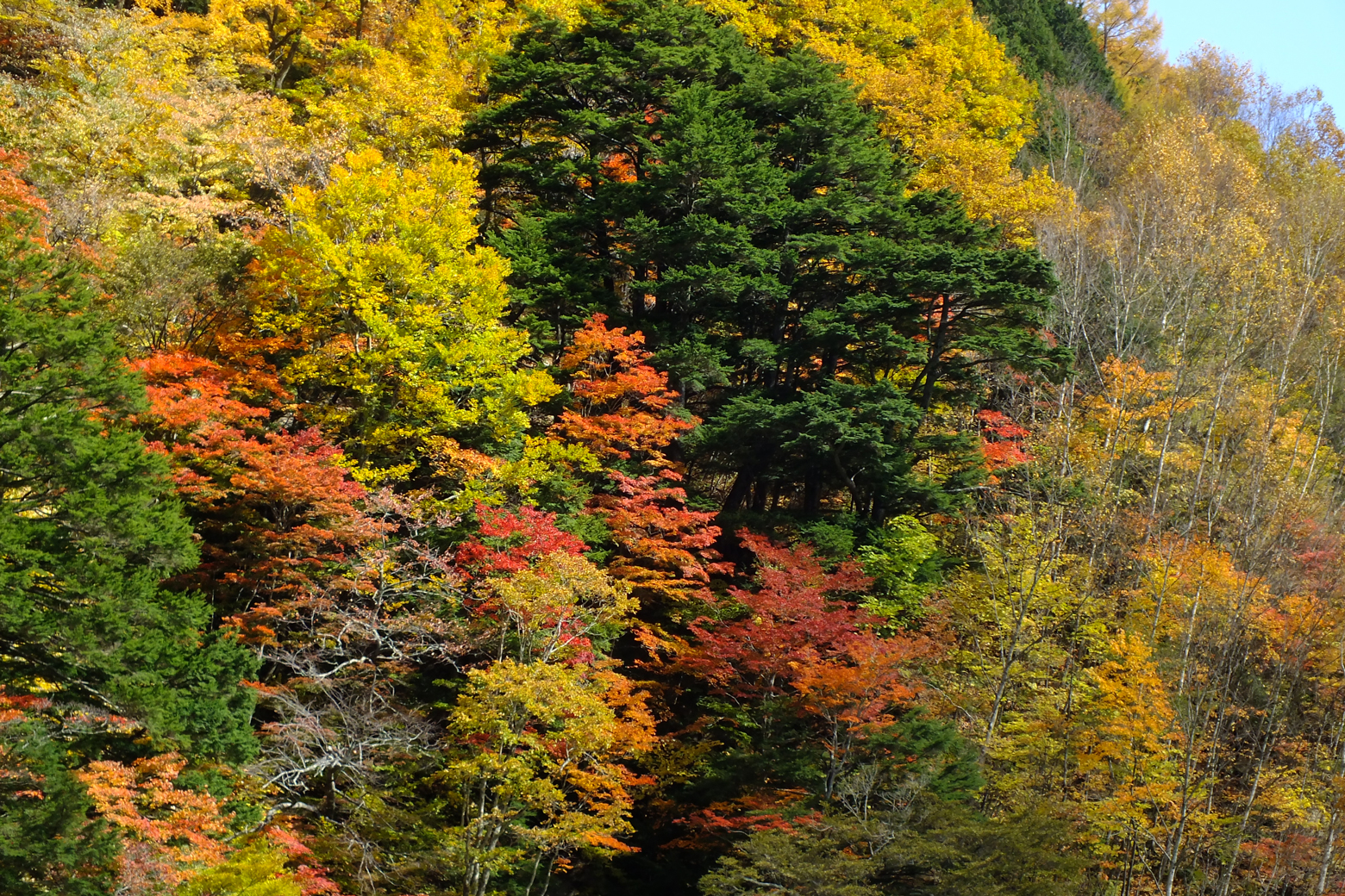 七倉ダム湖畔から見える紅葉