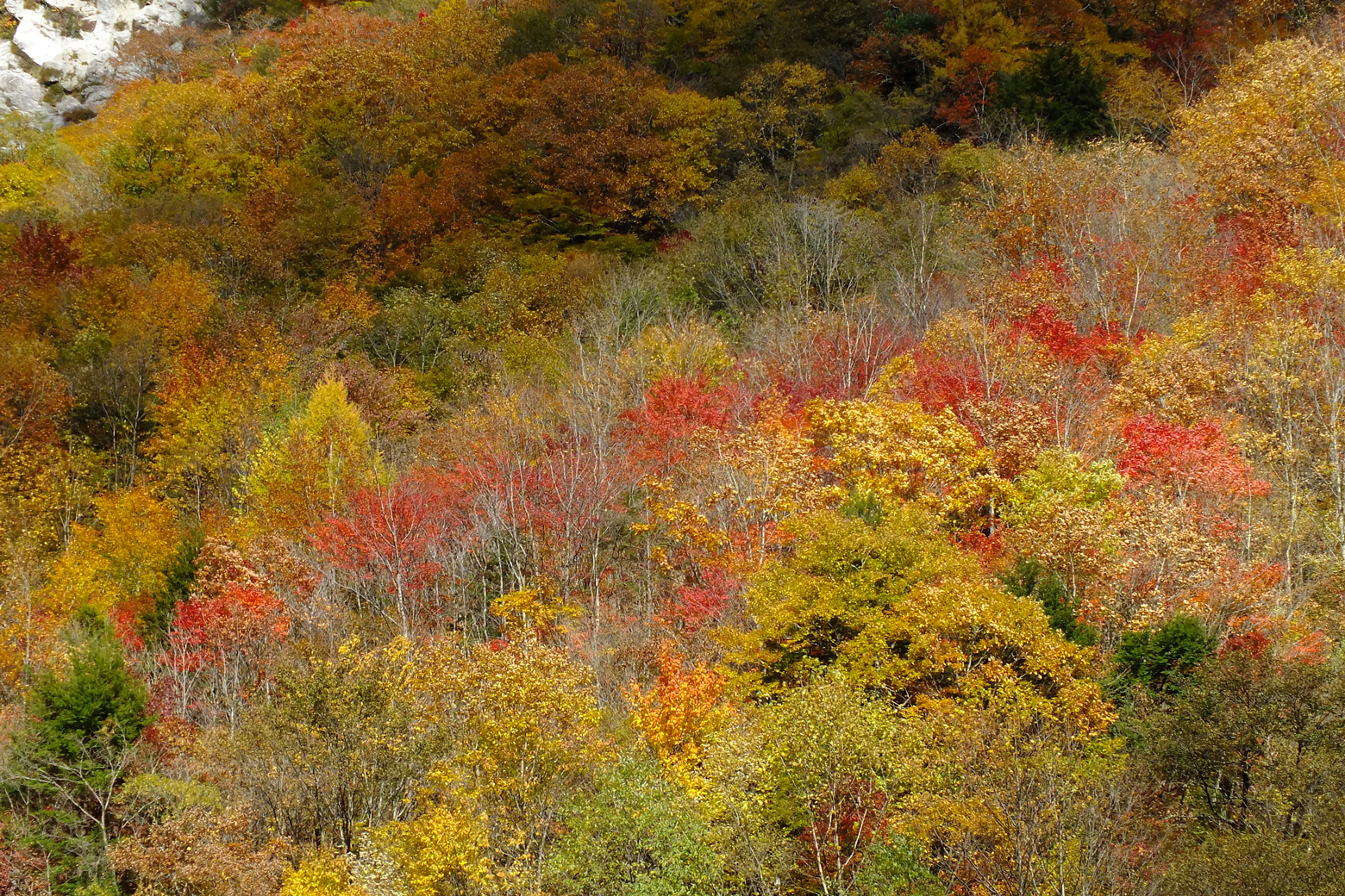 七倉ダム湖畔から見える紅葉