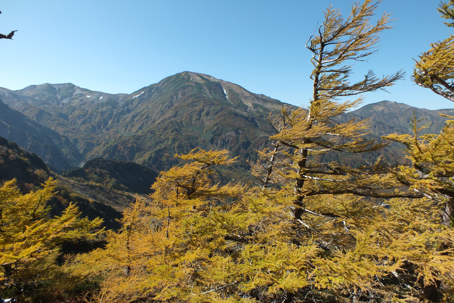 雪倉岳と紅葉したカラマツ