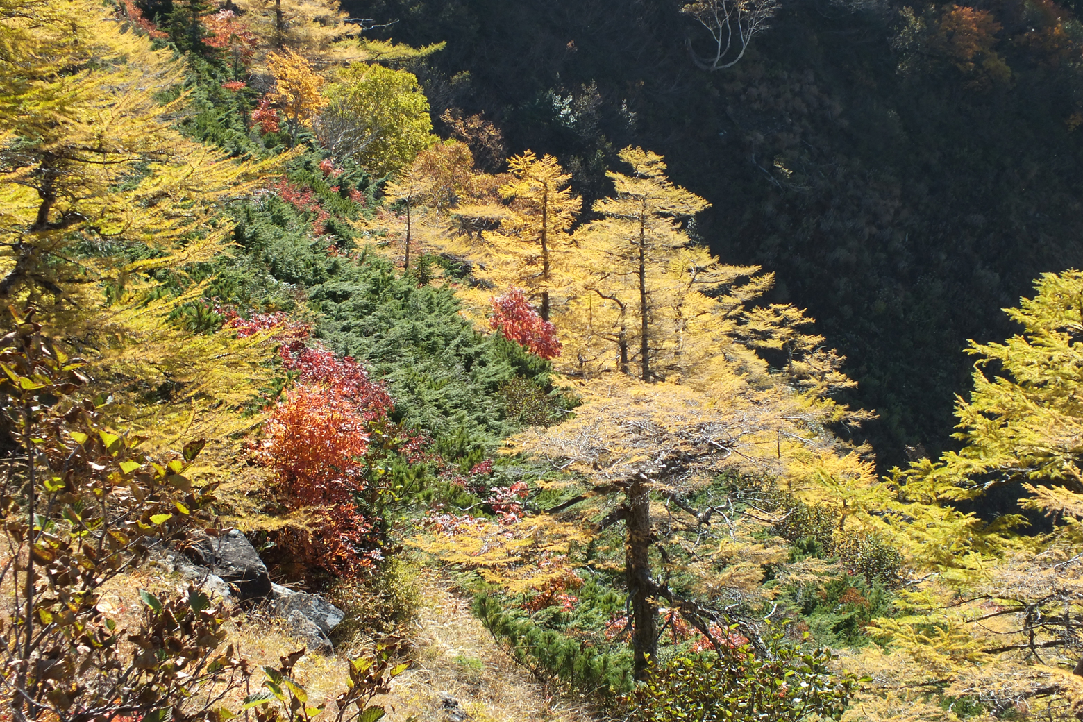 紅葉したカラマツ