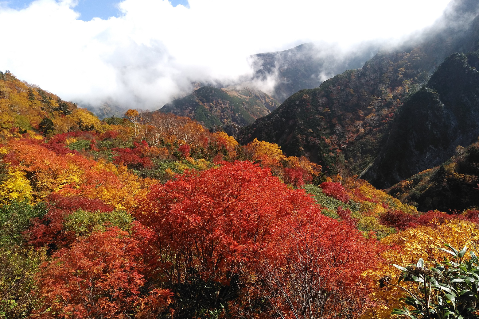 鮮やかな紅葉