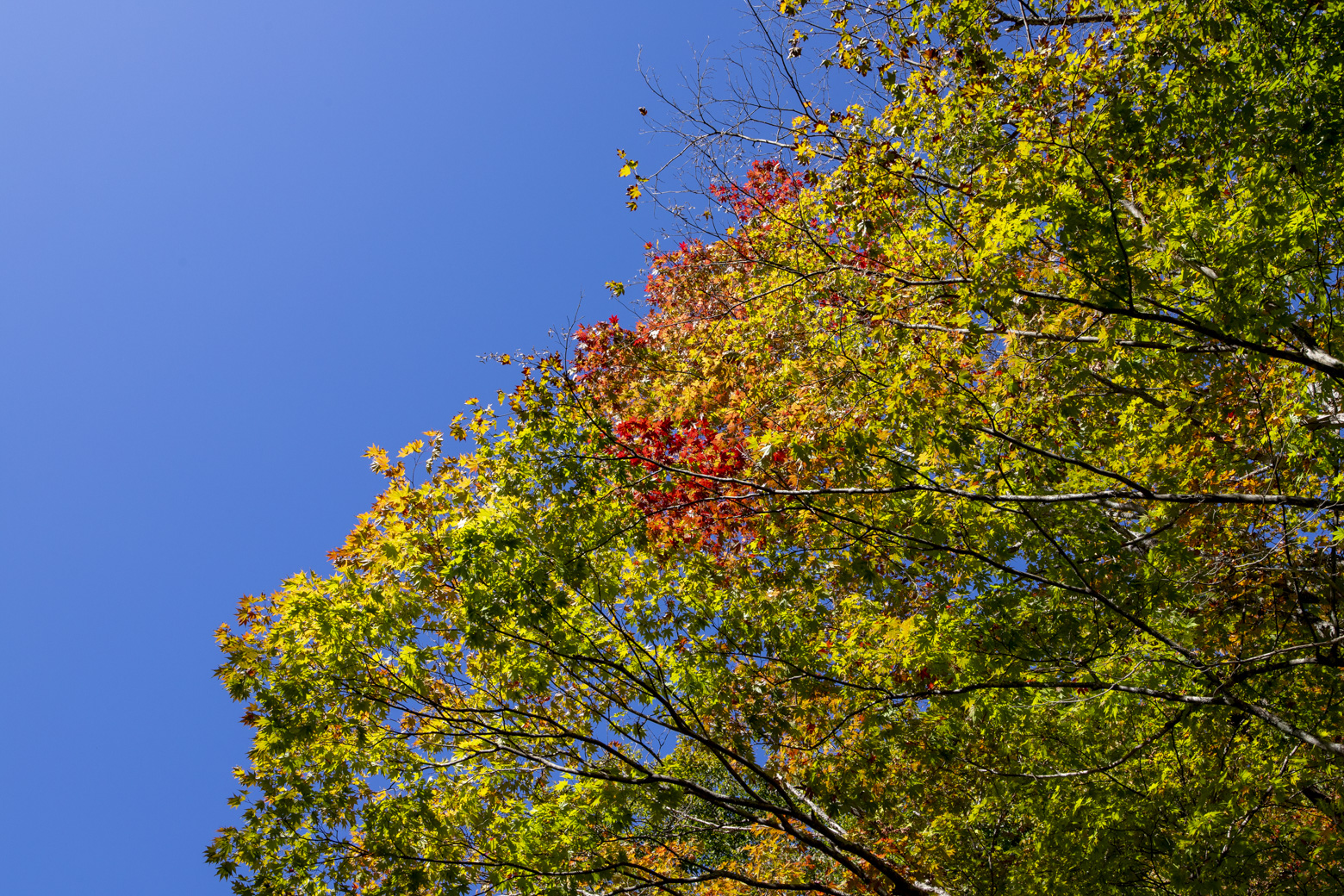 紅葉したもみじ