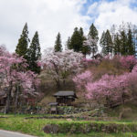 【徹然桜】白馬村のオススメ桜スポット