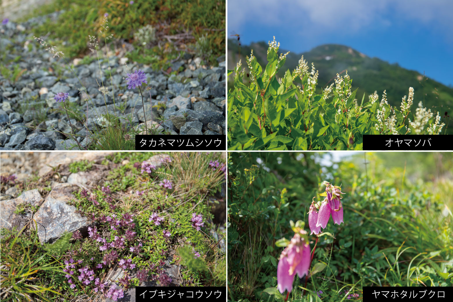唐松岳登山道に咲く高山植物