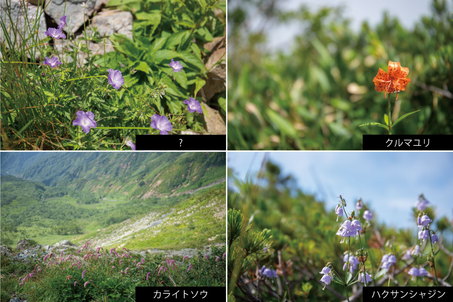 唐松岳登山道に咲く高山植物