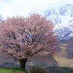 【野平の一本桜】北アルプスを背に静かに佇む姿が美しい、白馬村の名所