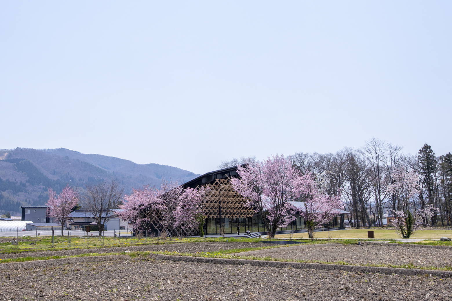 隈研吾氏がデザインした建物と桜の調和が美しい