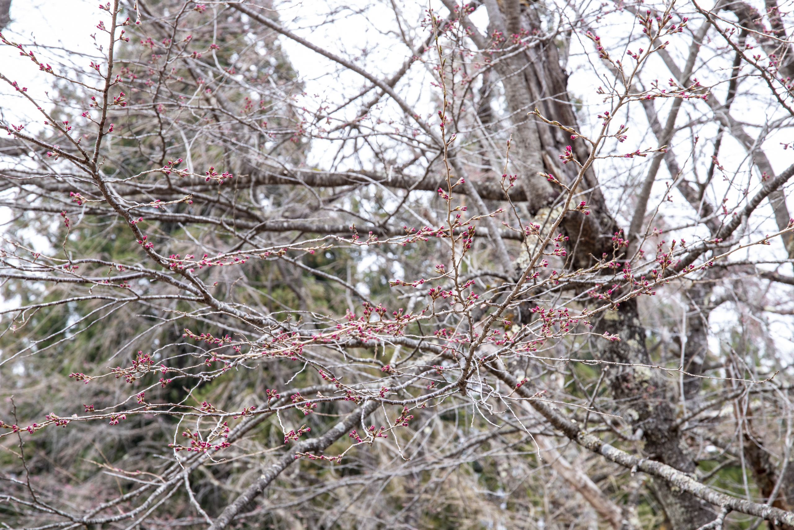 貞麟寺の境内に咲く桜