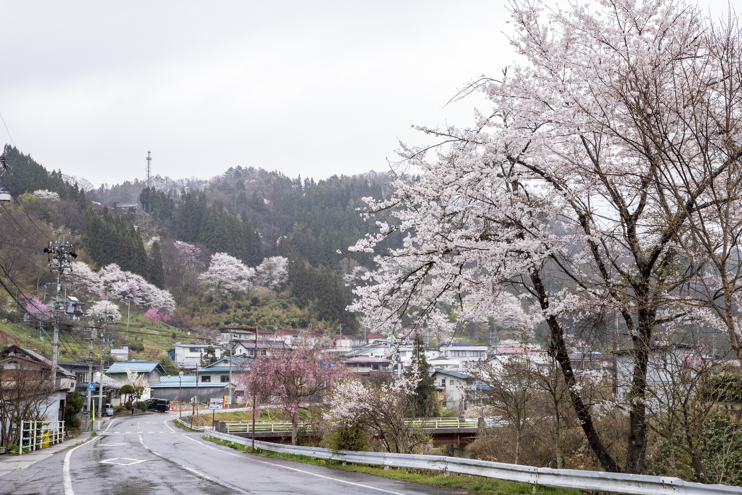 小川村は桜の名所がたくさんある