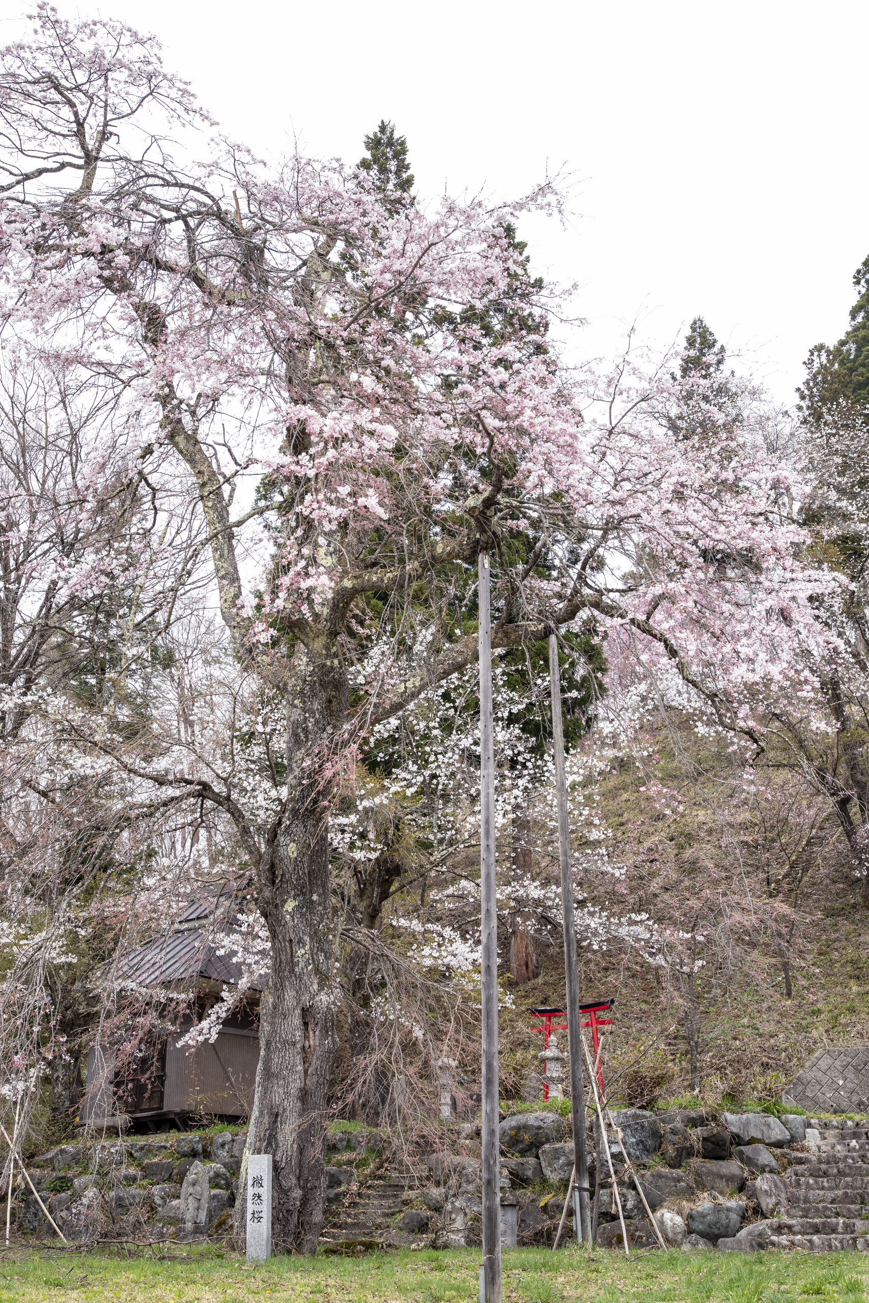 伝行山の徹然桜