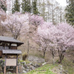 【2022年4月21日】伝行山の徹然桜と新田地区　桜の開花レポート#6