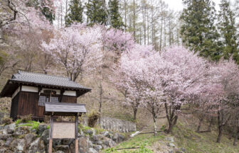 伝行山の桜