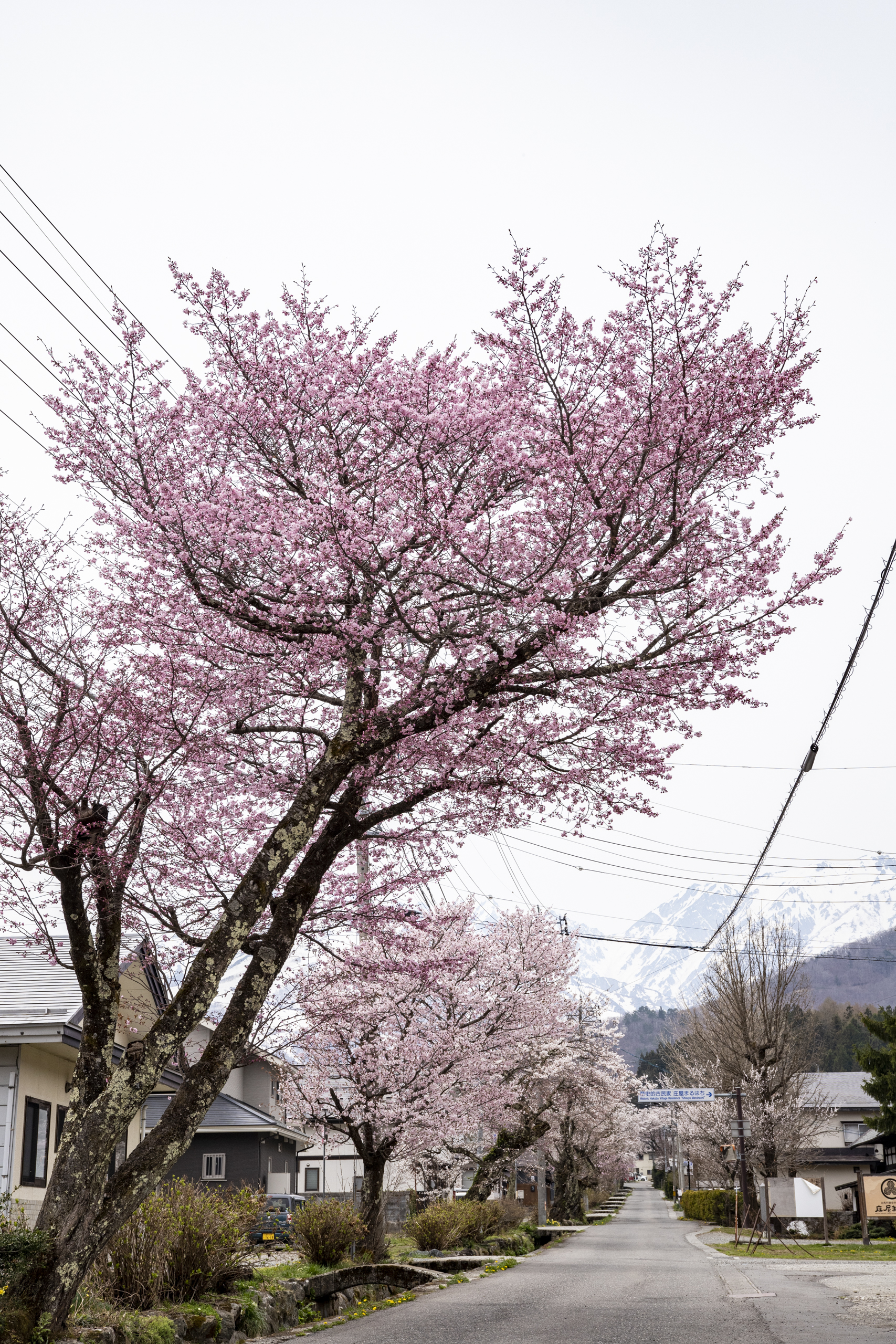 白馬村新田地区の桜並木