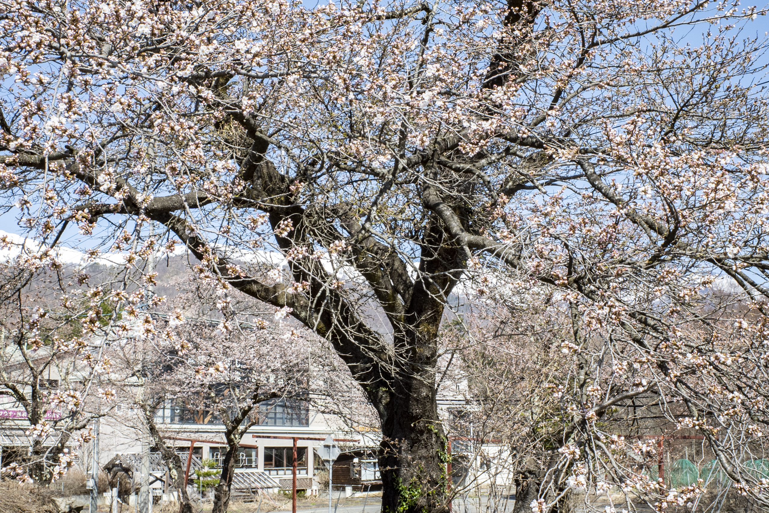 松川沿いの桜（4月10日撮影）