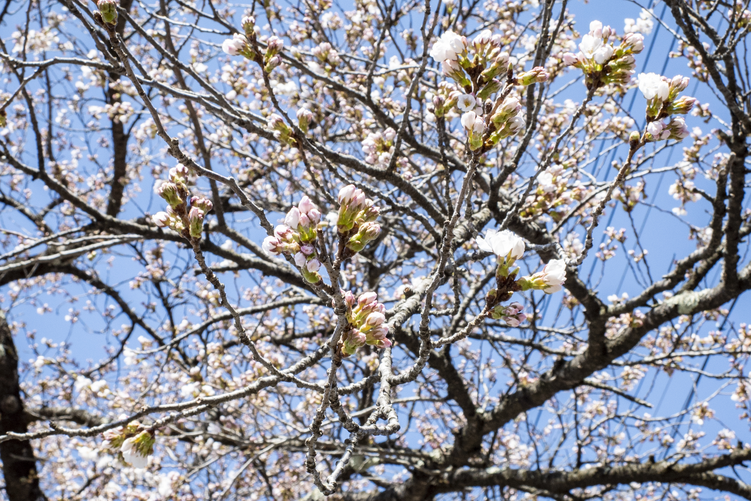 松川沿いの桜（4月10日撮影）