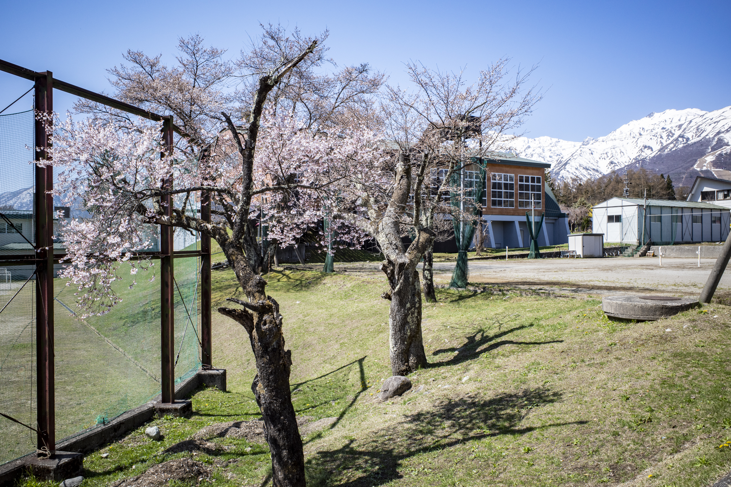 白馬北小学校の桜（4月10日撮影）
