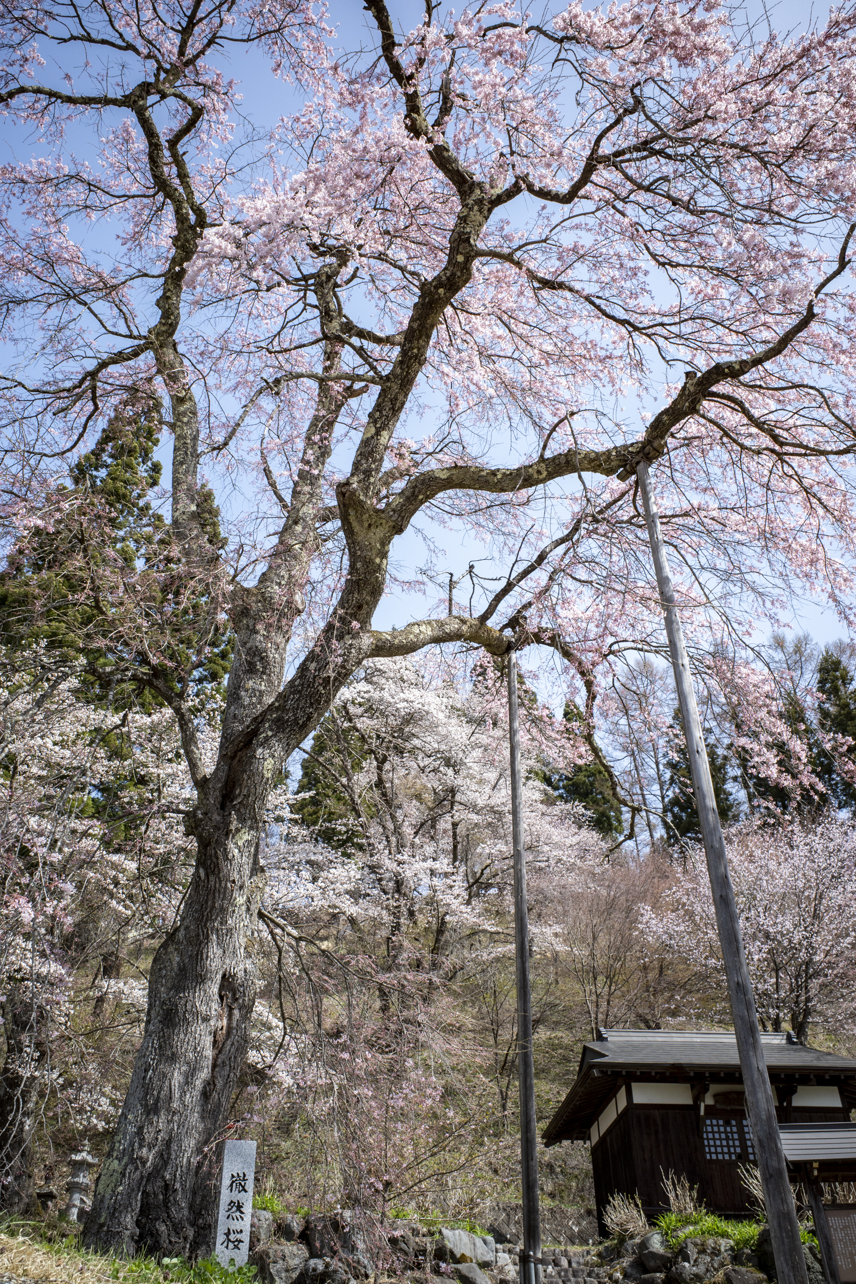 白馬村伝行山の徹然桜