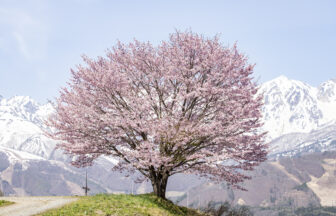 長野県白馬村・野平の一本桜