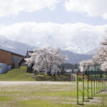 【2024年4月17日】白馬村・白馬北小学校　桜の開花レポート#2