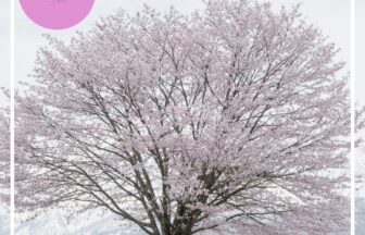 2025.4.25 野平の一本桜