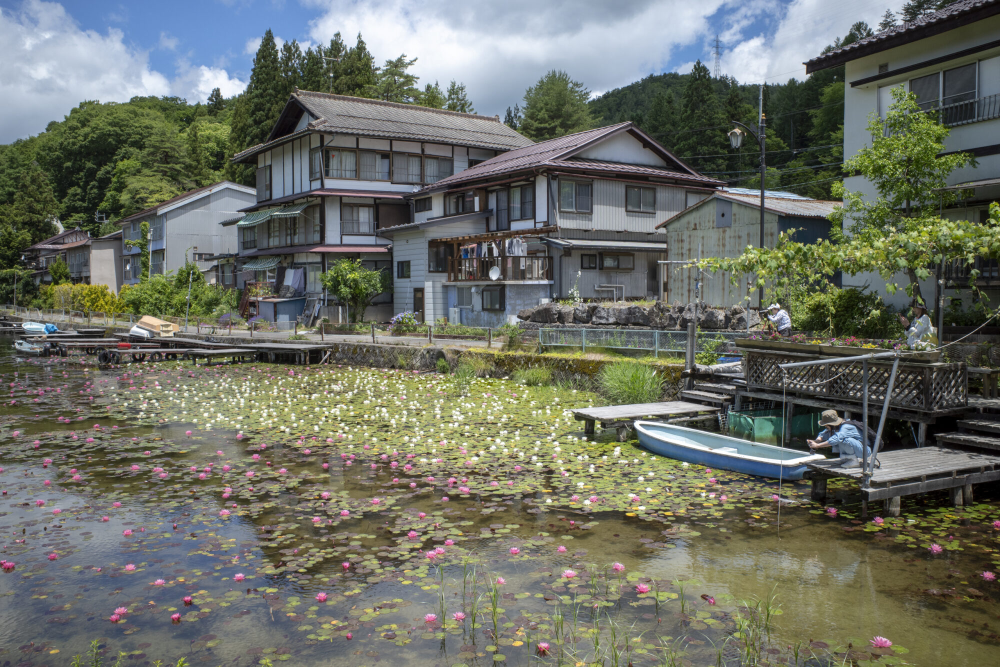 木崎湖の睡蓮