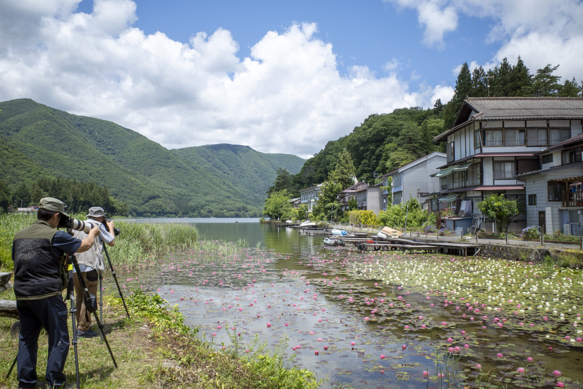 木崎湖の睡蓮