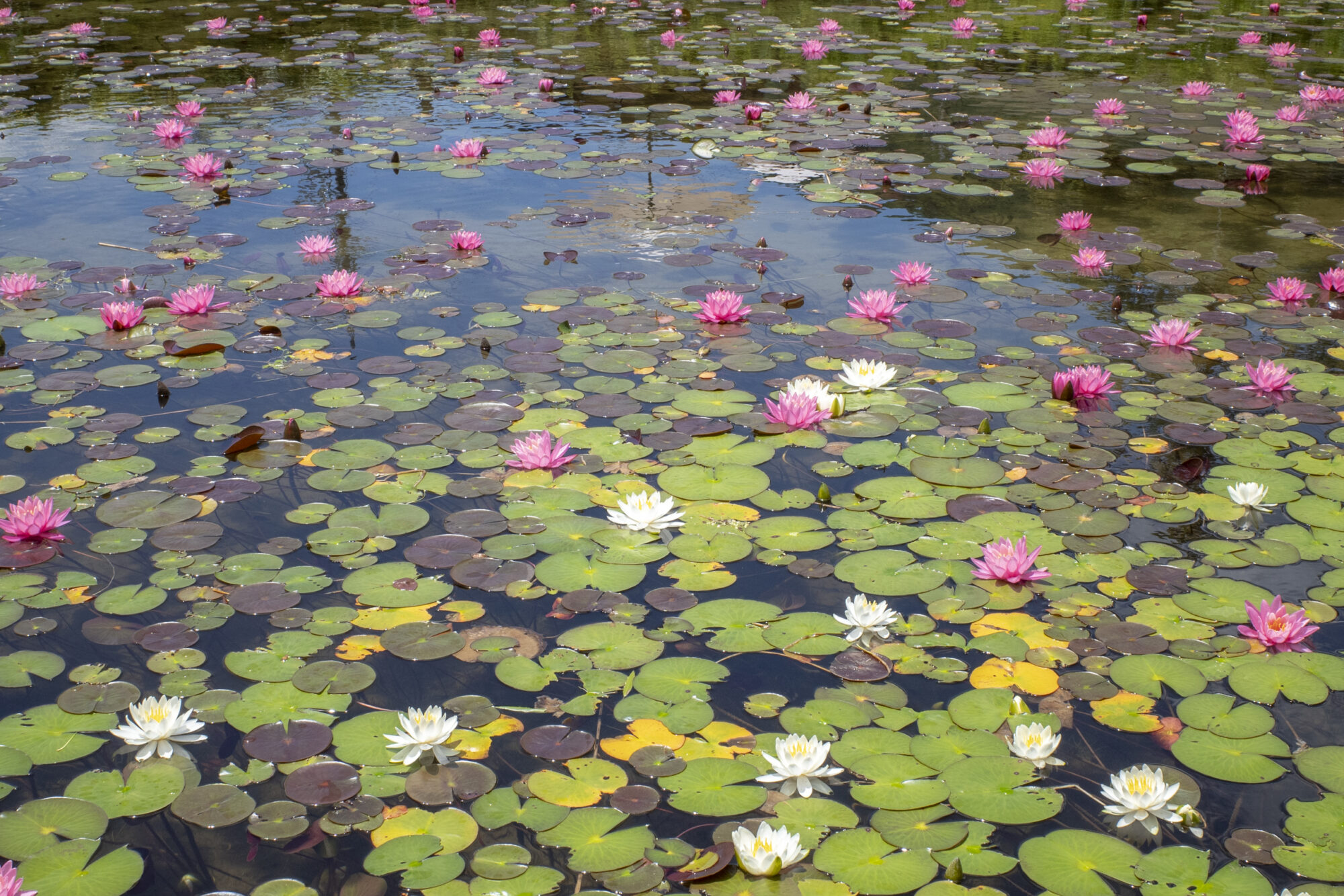 木崎湖の睡蓮