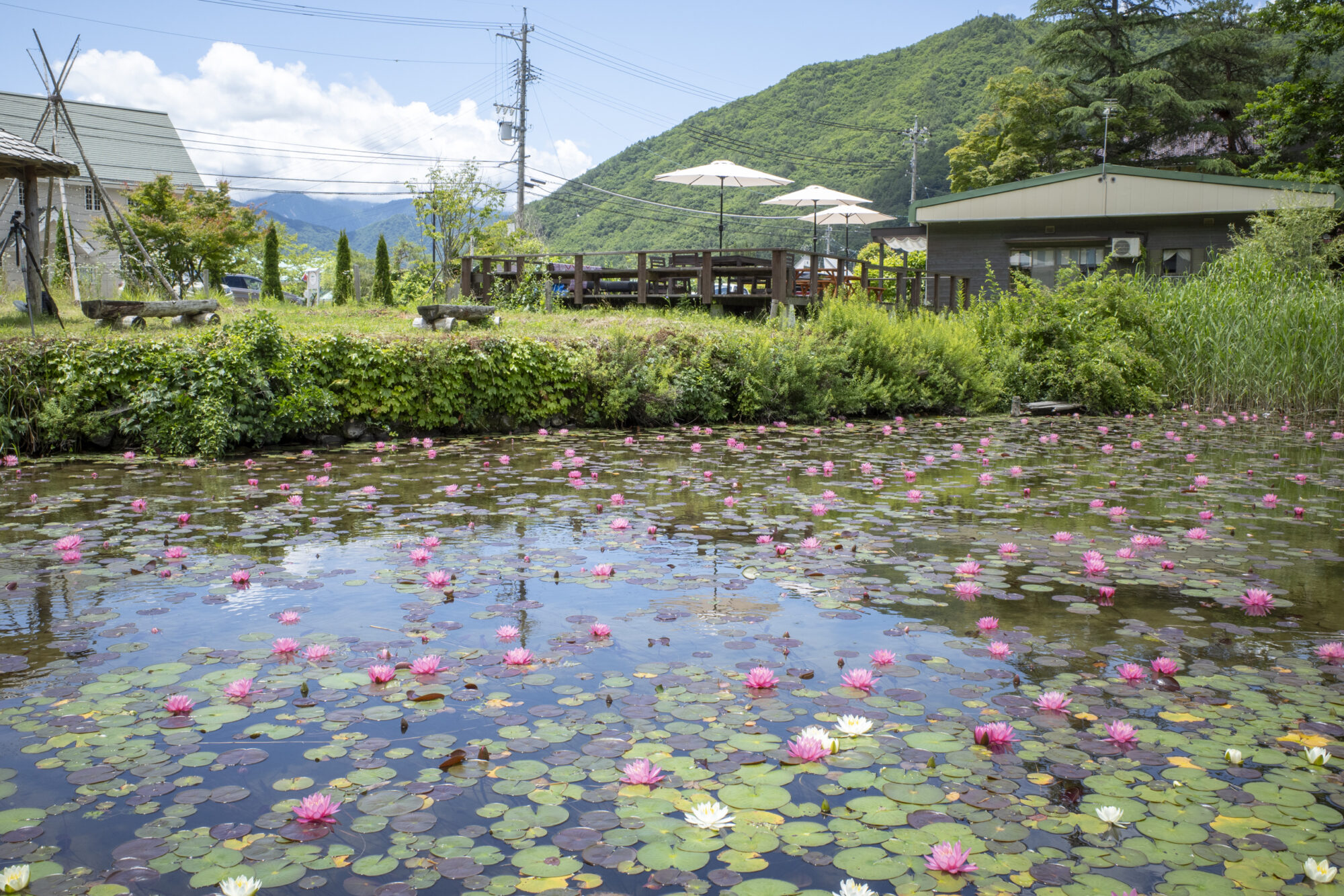 木崎湖の睡蓮