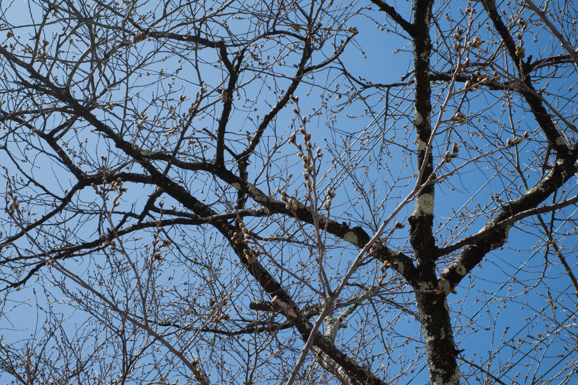2026年4月7日の白馬村の桜の様子