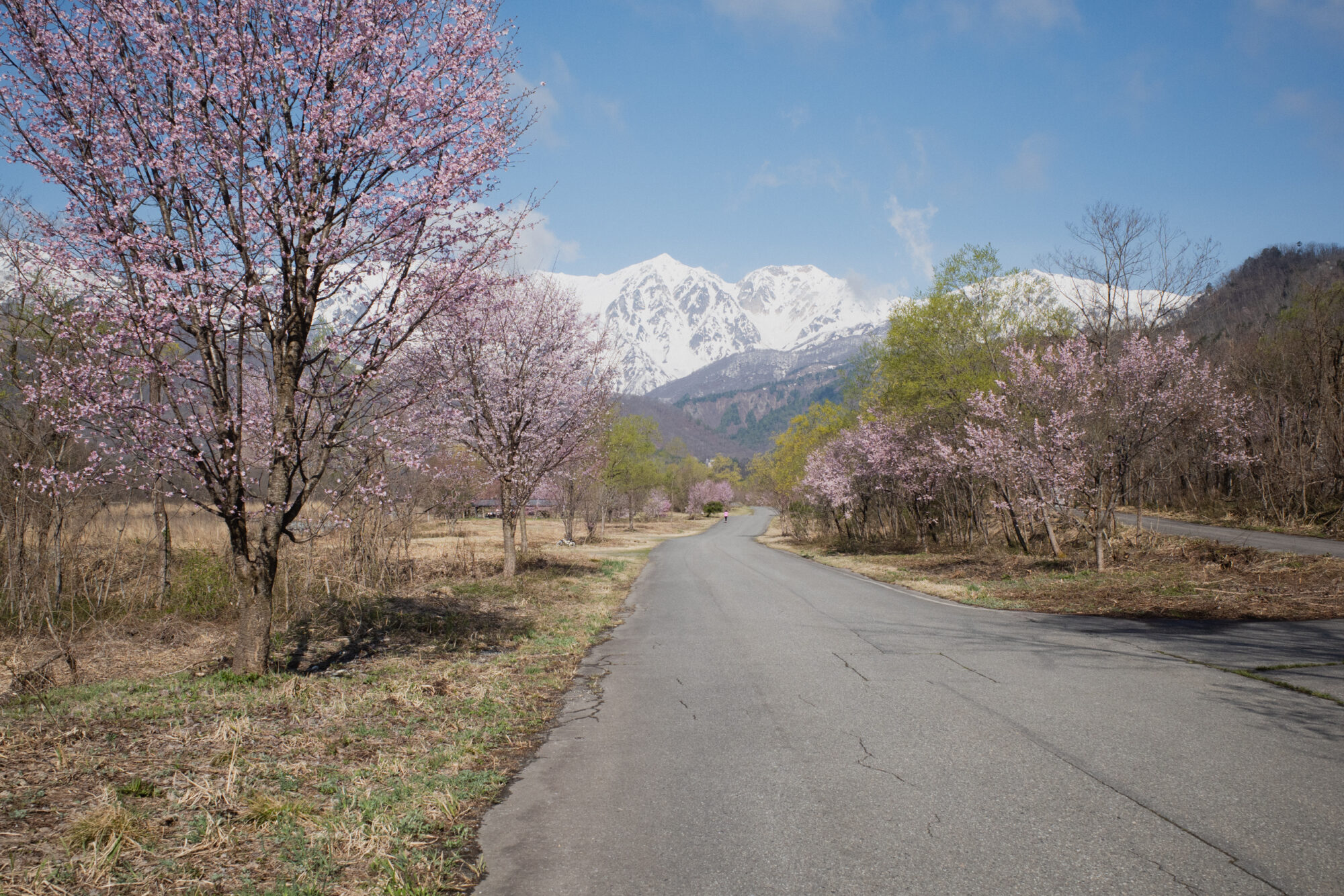 【2026年4月16日】白馬エリア　桜の開花レポート