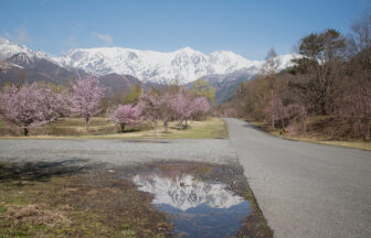 【2026年4月16日】白馬エリア　桜の開花レポート