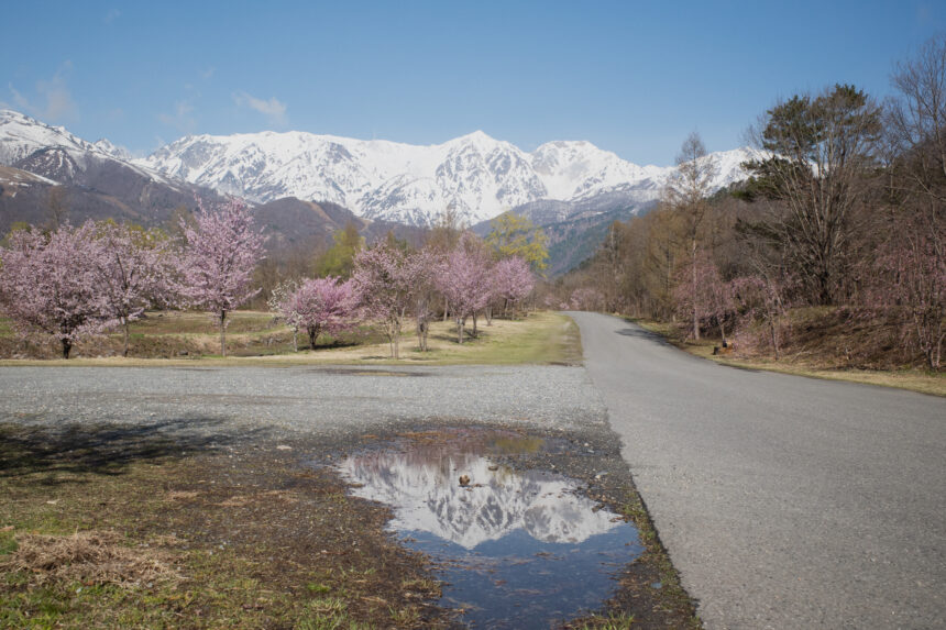 【2026年4月16日】白馬エリア　桜の開花レポート