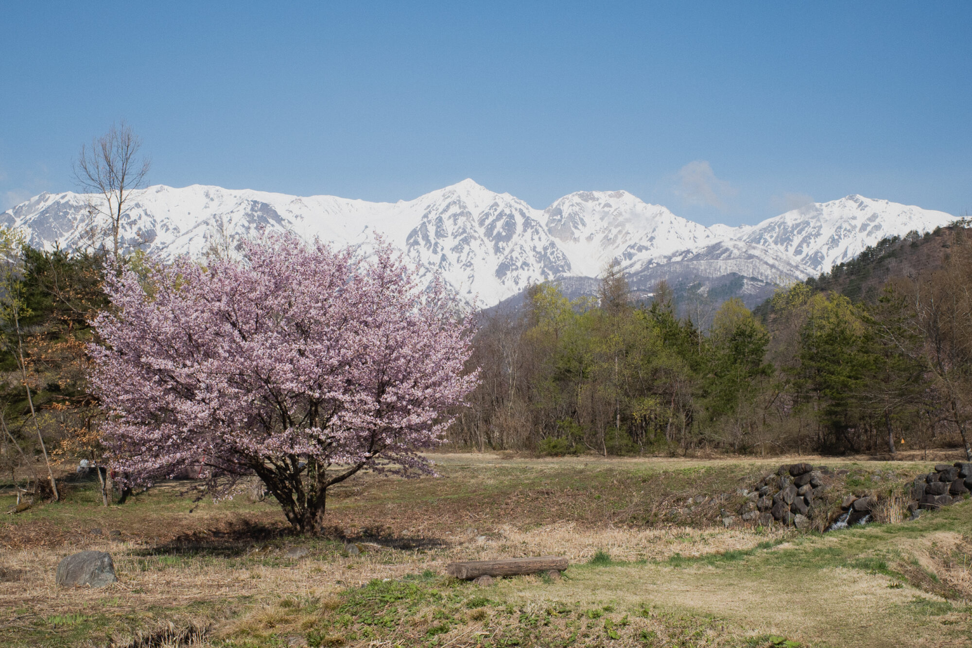 【2026年4月16日】白馬エリア　桜の開花レポート