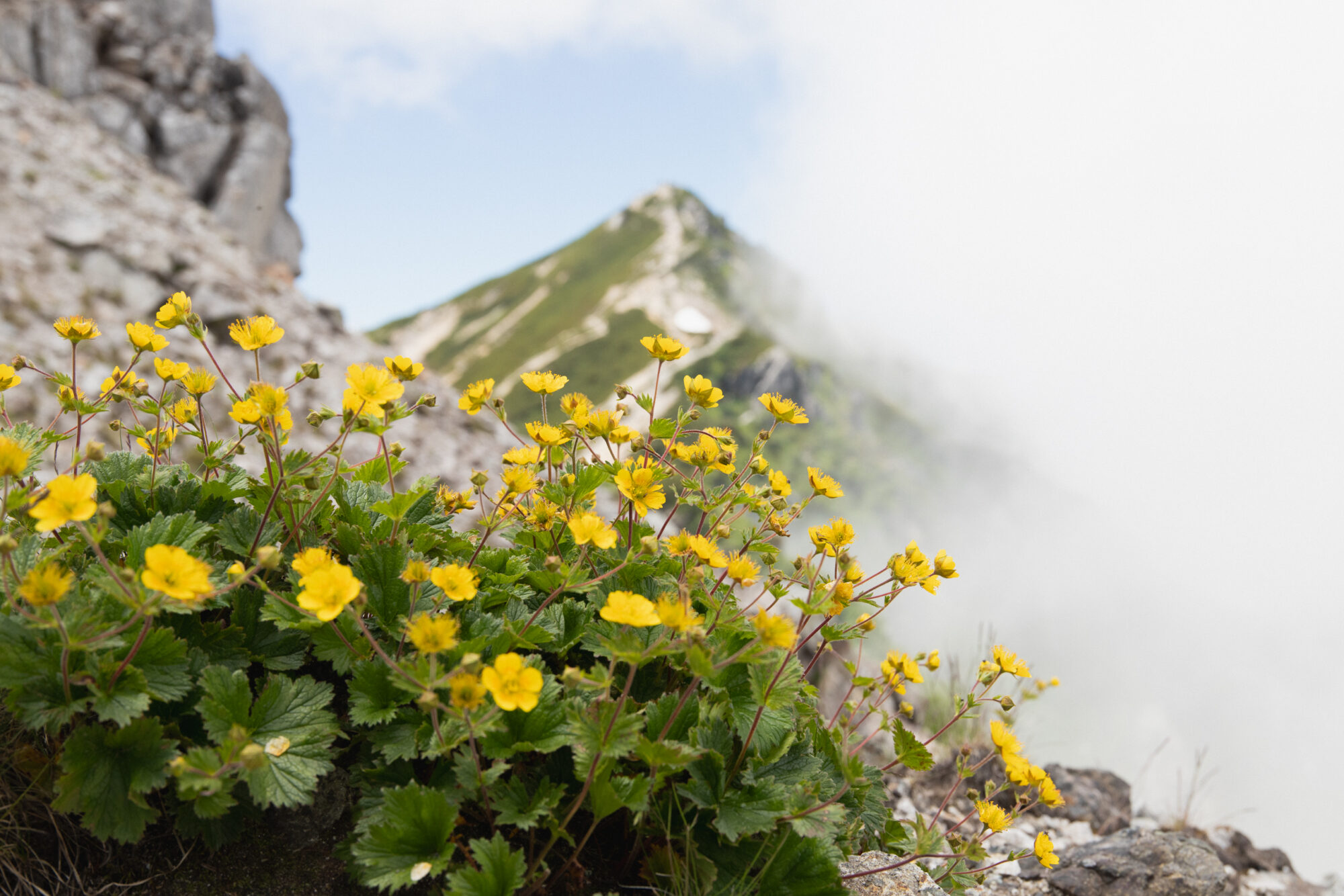 高山植物は唐松岳登山の楽しみのひとつ