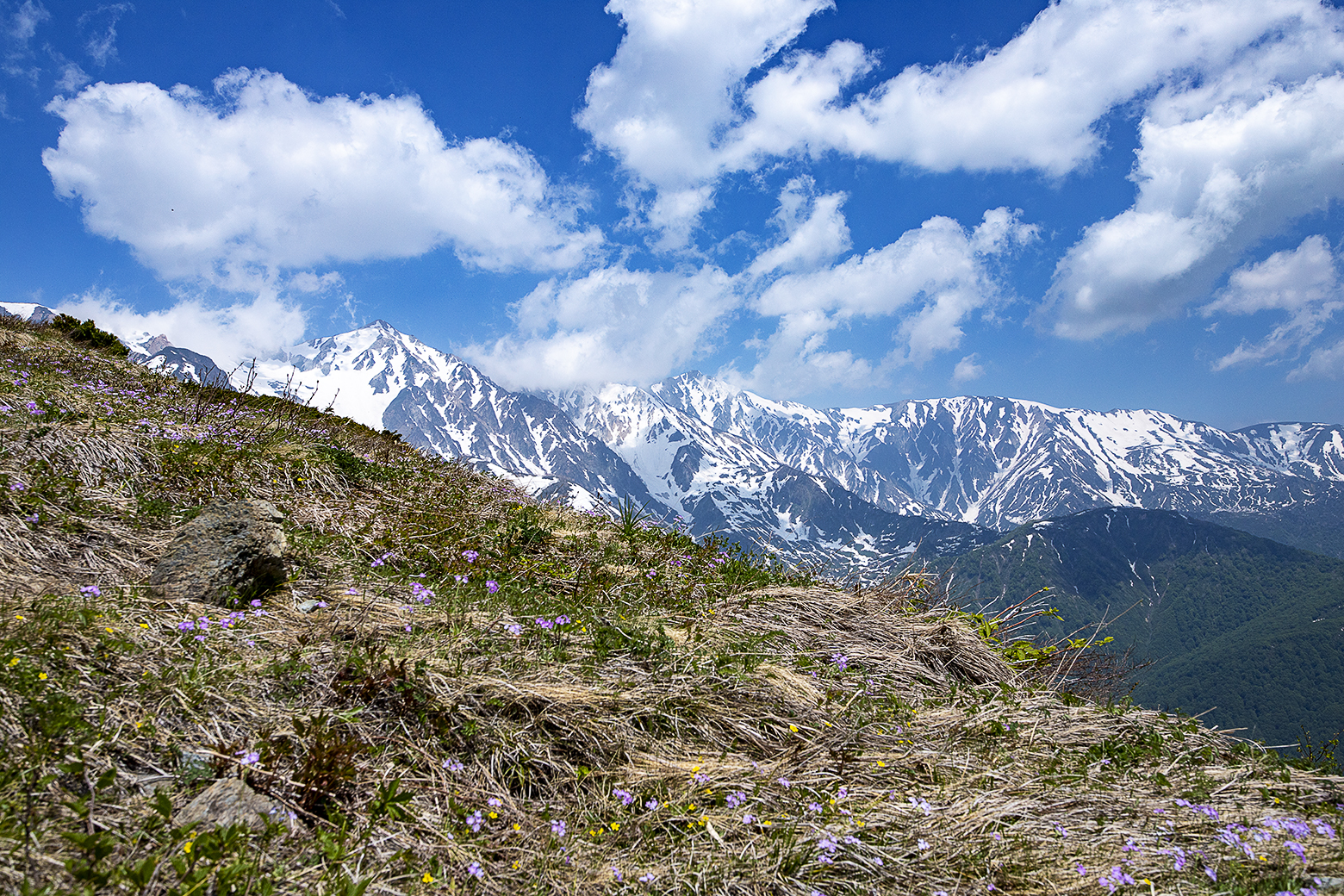 高山植物の宝庫