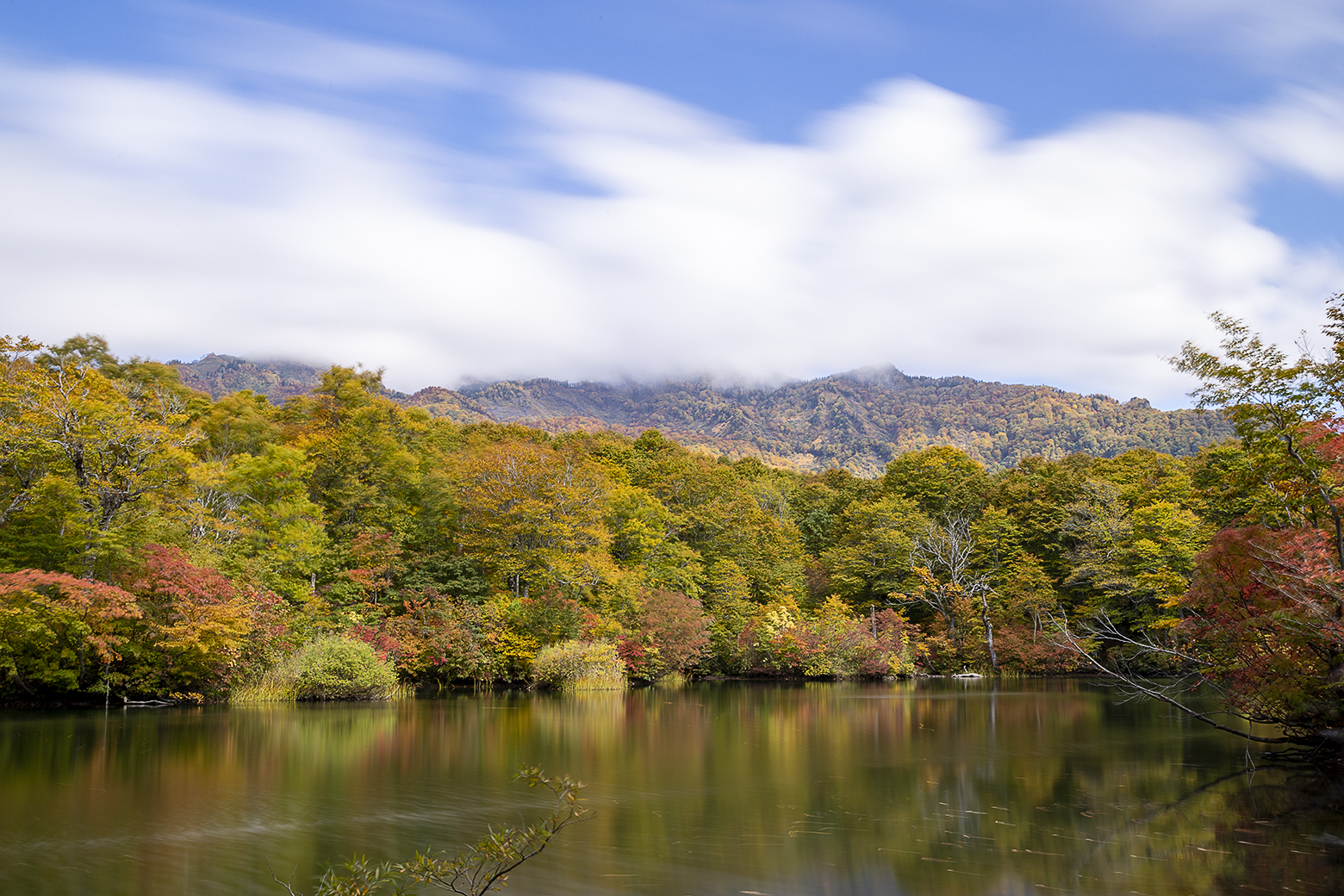 ブナの黄色やブナの赤などの色鮮やかな紅葉