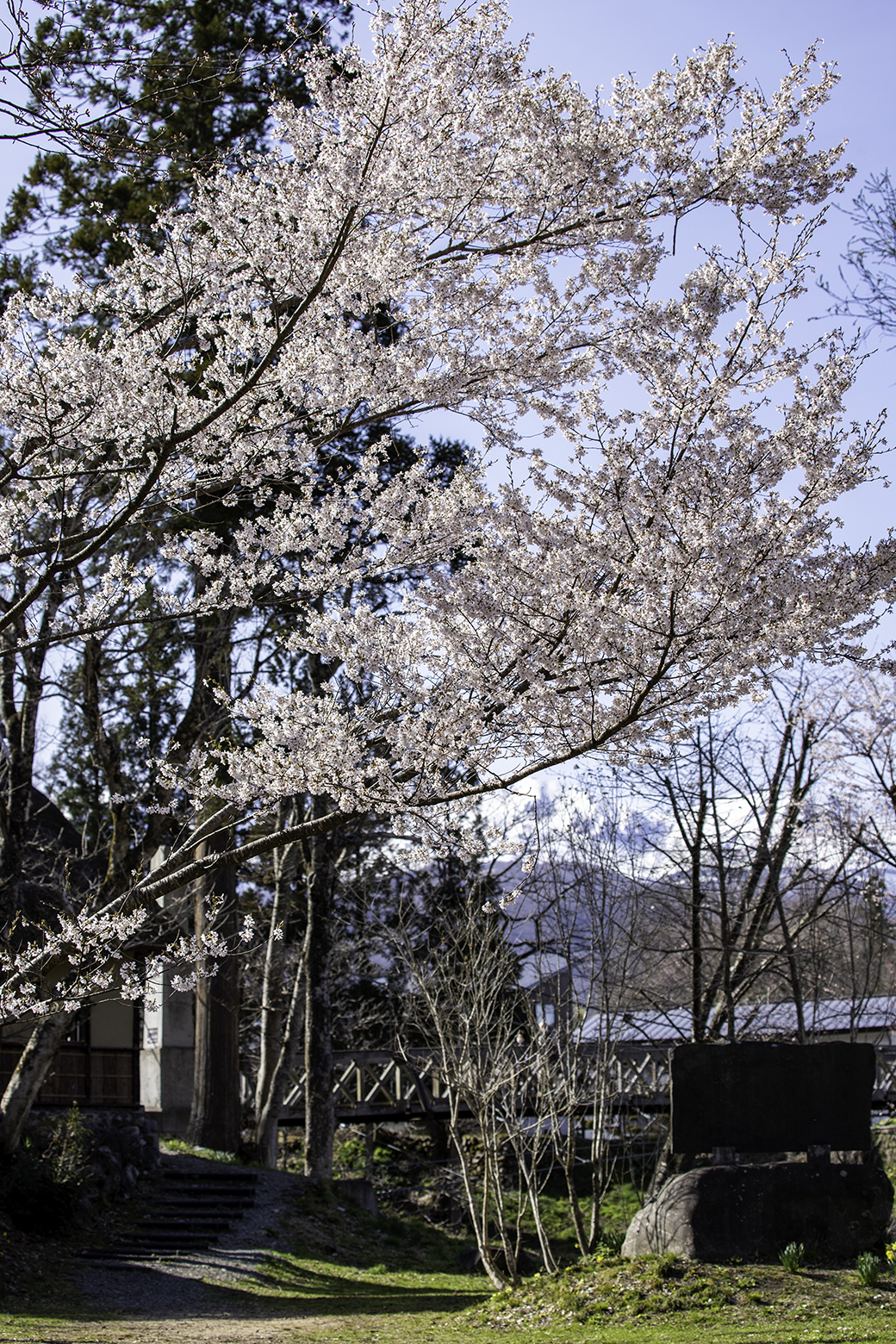 駐車場に近い場所の桜は見頃