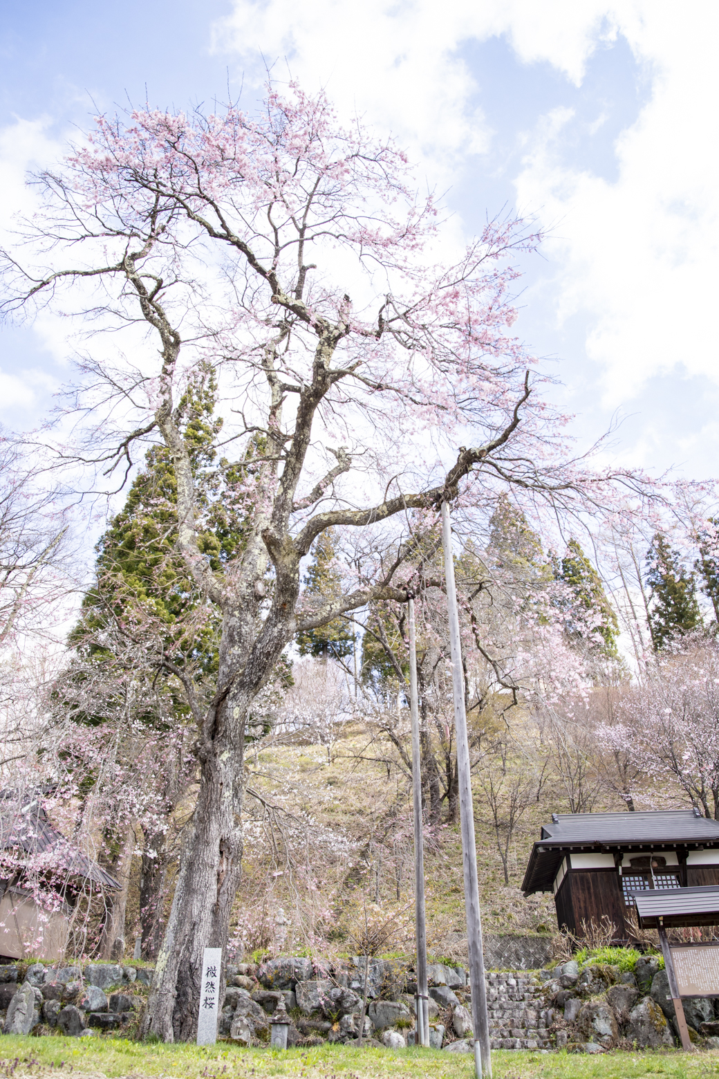 開花が進む徹然桜