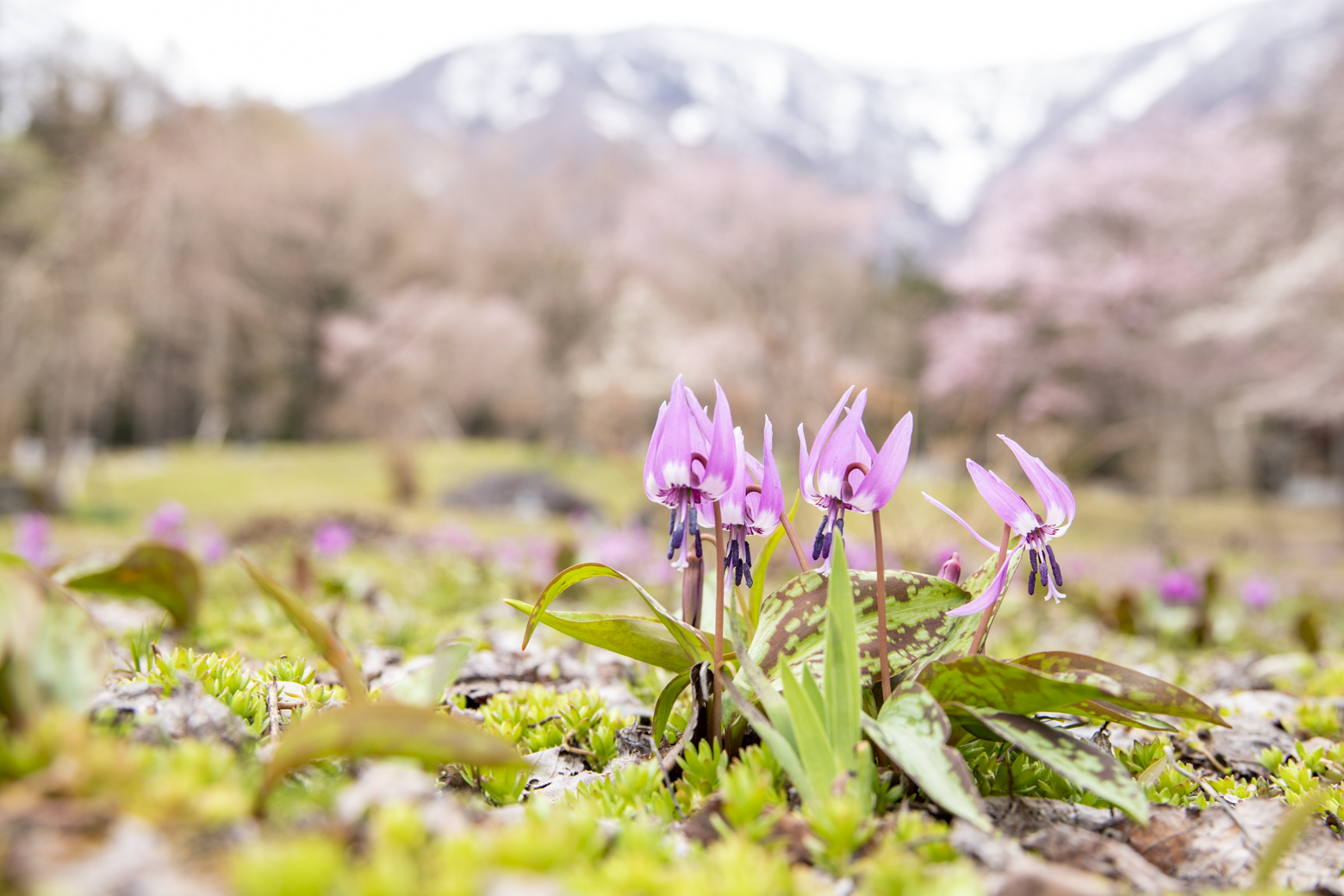 白馬村の村花「カタクリ」は見頃
