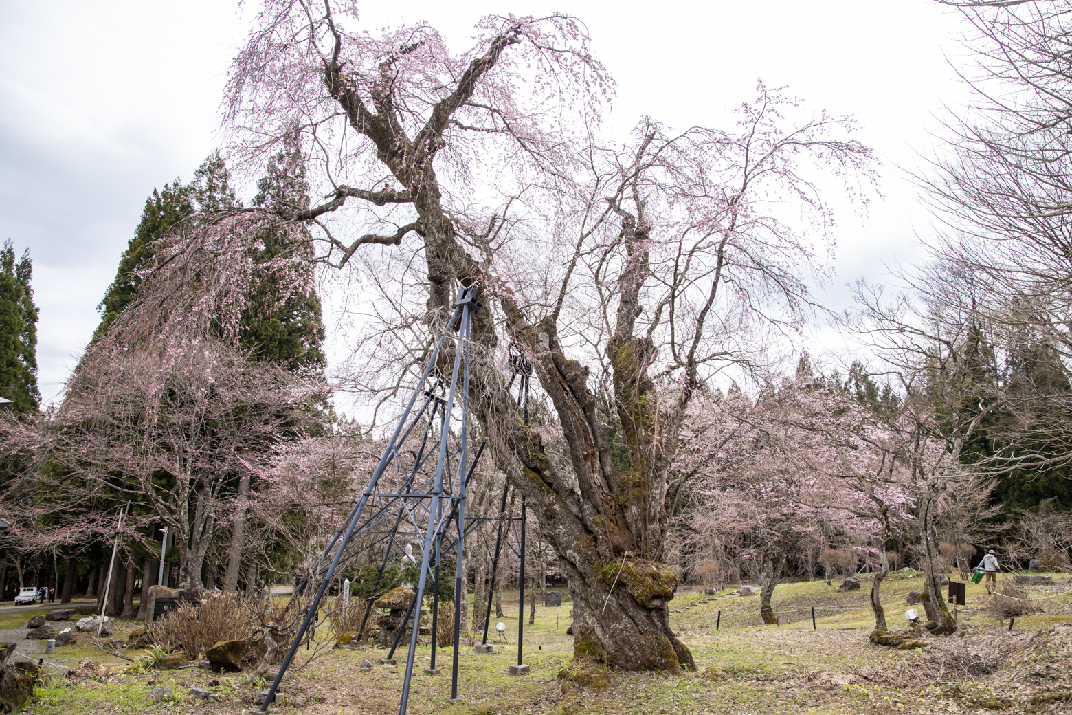 貞麟寺のシダレザクラ 2021年4月16日撮影