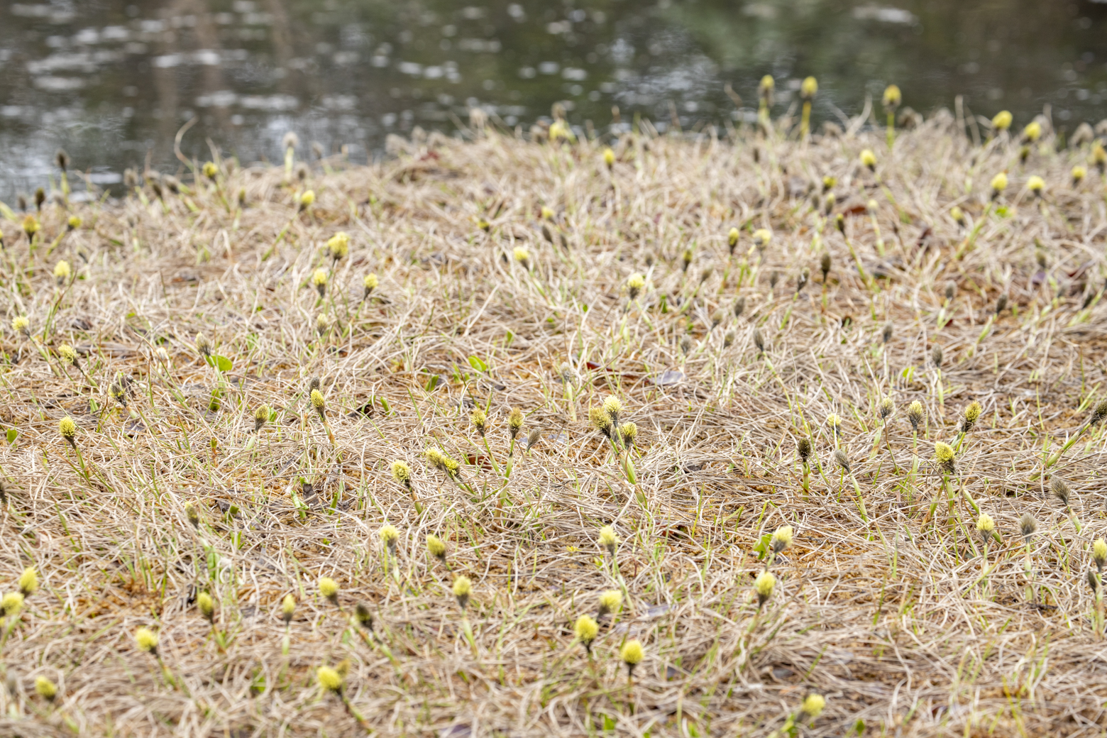 栂池自然園 ワタスゲの芽