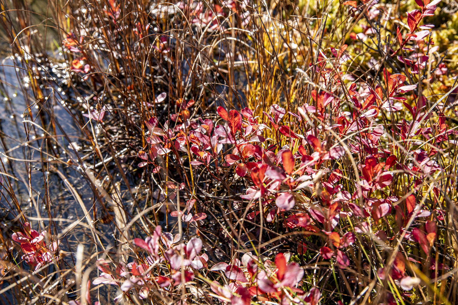 クロマメノキの紅葉