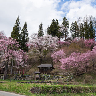 白馬村の徹然桜