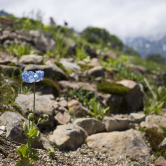 日本では珍しい高山植物