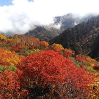 鮮やかな紅葉