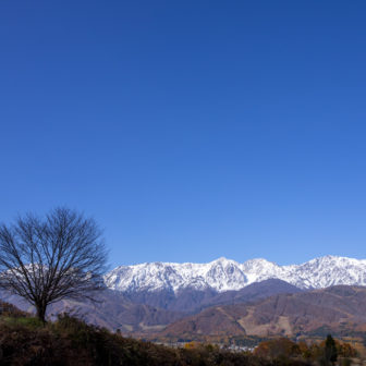 野平の一本桜