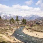 【2022年4月19日】大出公園　桜の開花レポート#5