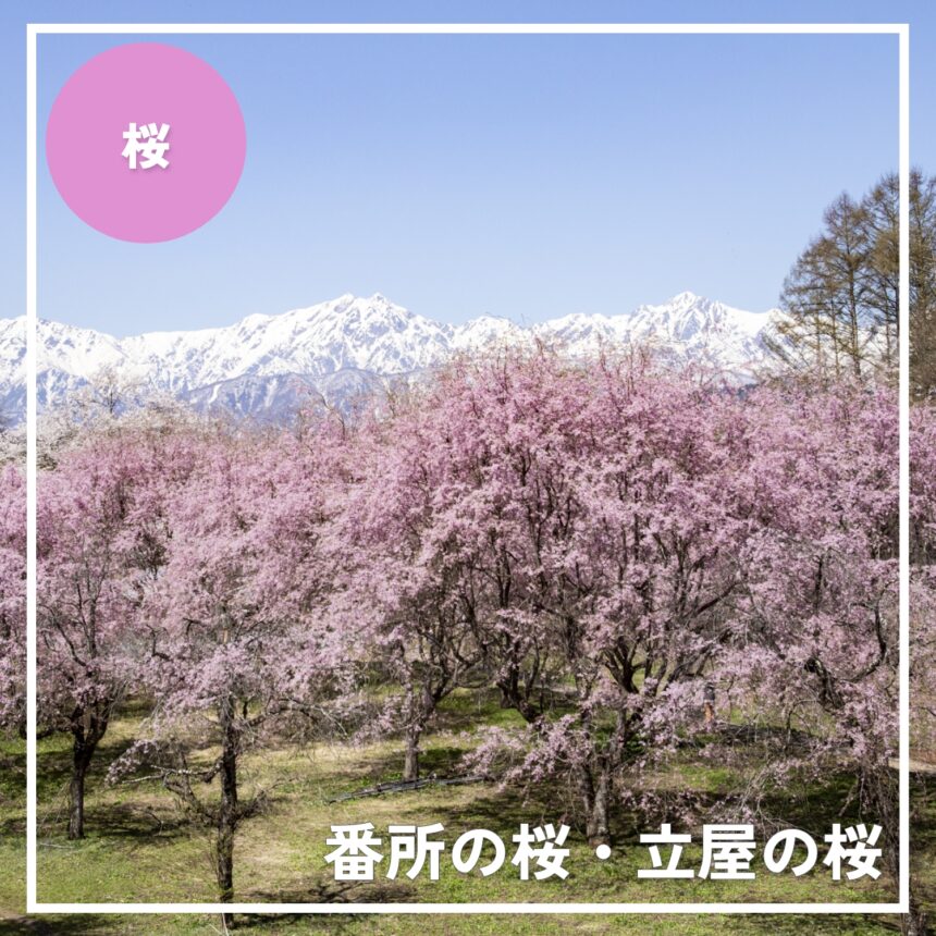 番所の桜・立屋の桜　長野県小川村