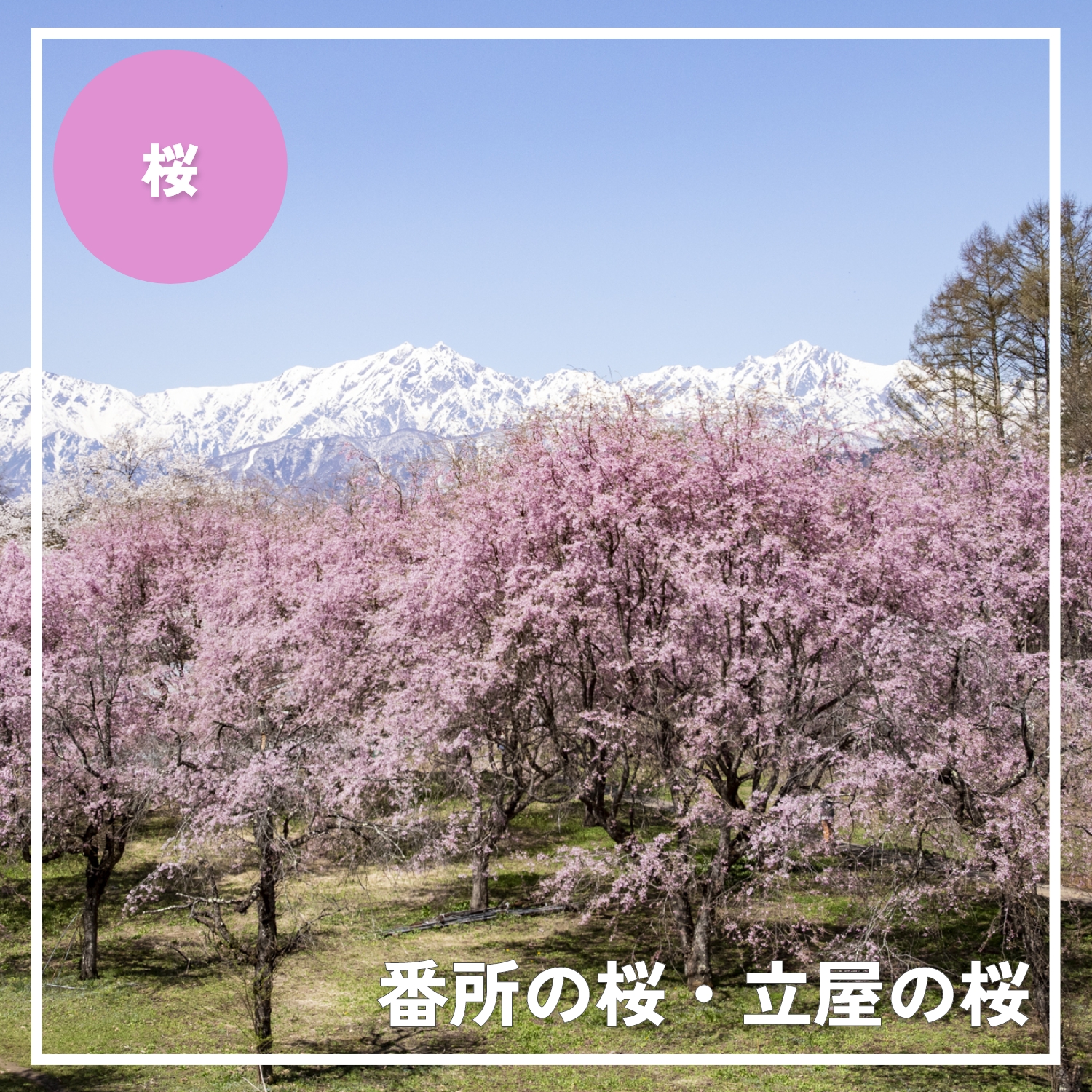 番所の桜・立屋の桜.jpg