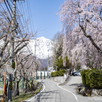 白馬高校前の桜